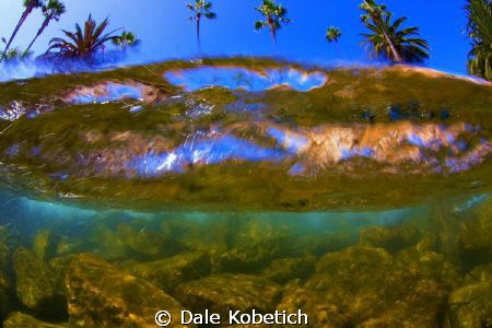 This is a Breaking wave  allthough I titled this " Palm T... by Dale Kobetich 
