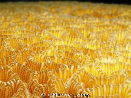 Cakes of Life.. Taken at Komodo Island using Olympus E-330 by Adrian Schokman 