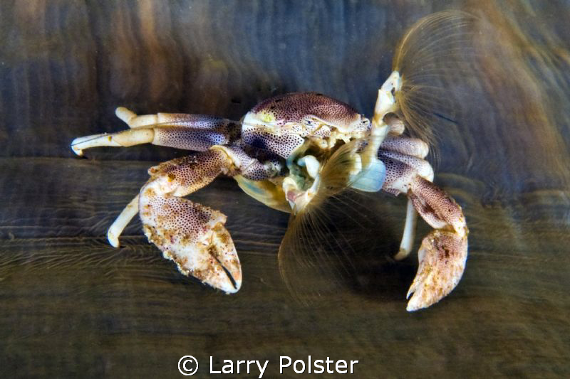 Porcelain crab in all his "glory"  D300-60mm by Larry Polster 