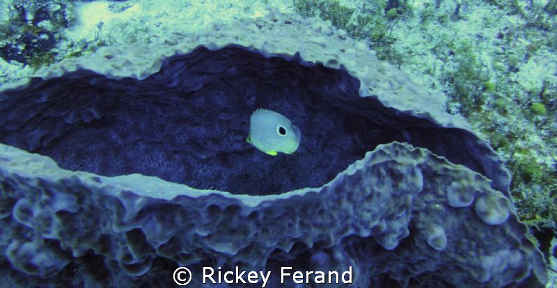 Butterfly fish inside a purple sponge - Palancar reef, Co... by Rickey Ferand 
