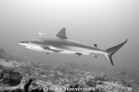 My first trip out with my new Nikon D90 and Aquatica A90 ... by Mark Hoevenaars 