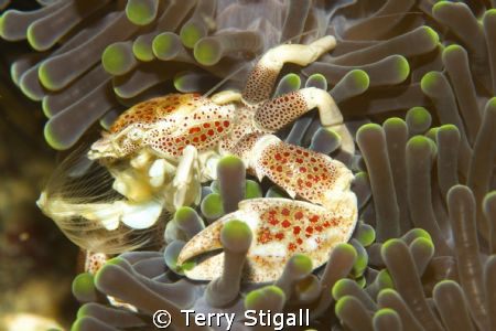 Porcelain crabs are not that big.  This little guy was si... by Terry Stigall 