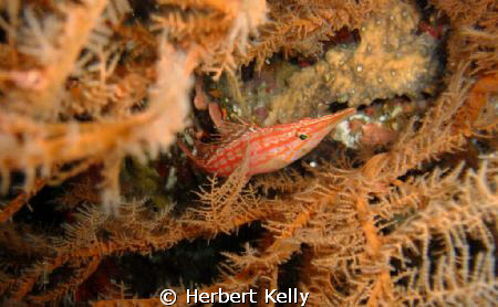 This little fella was hiding in the coral I quite like th... by Herbert Kelly 