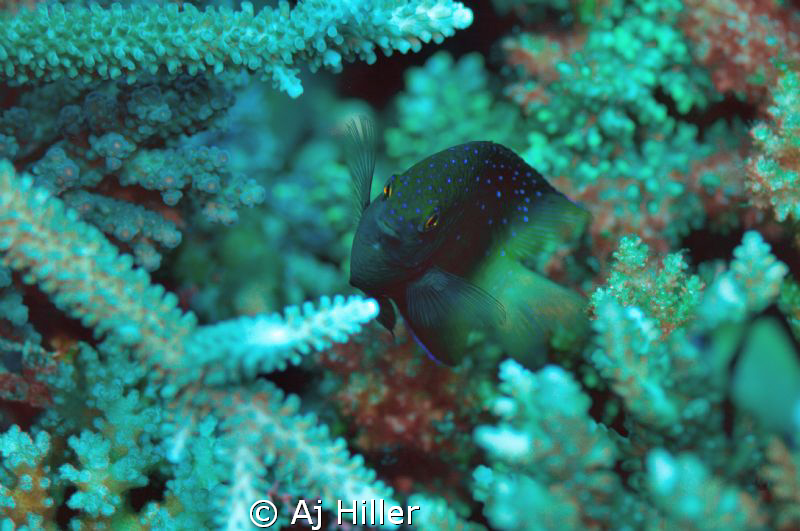 Colorful damsel fish plays amidst hard coral; shot with N... by Aj Hiller 