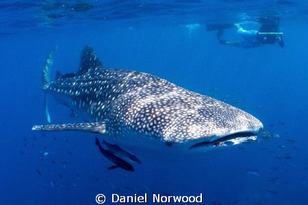 Ningaloo Whale Shark. by Daniel Norwood 