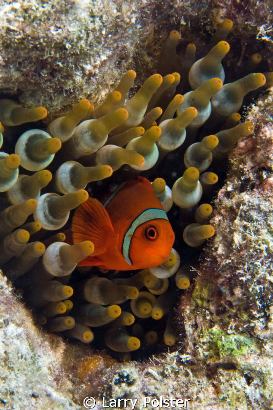 I've only found red sea anemone in the Solomon Islands, i... by Larry Polster 