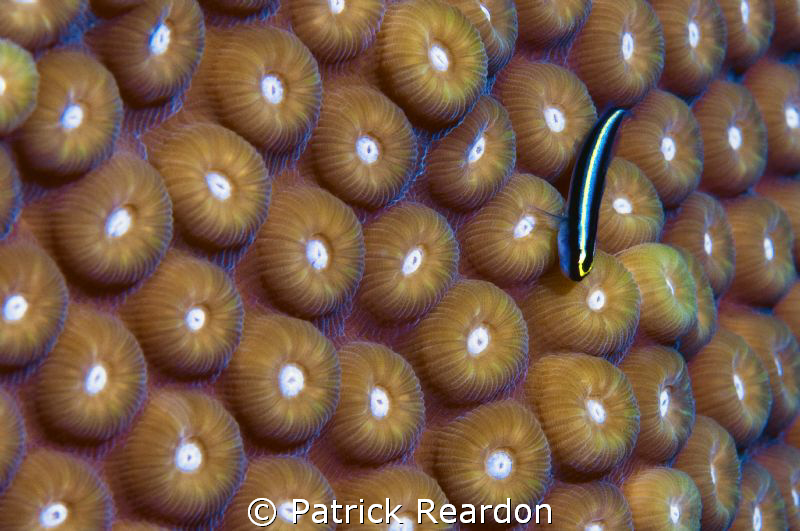 Sharknosed goby on coral. by Patrick Reardon 