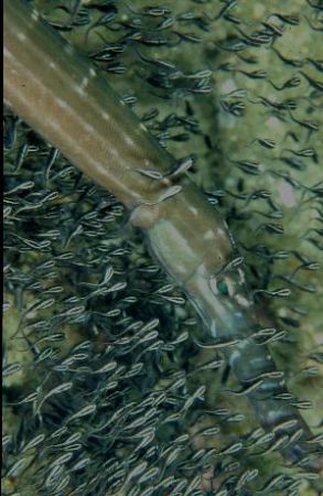 This trumpet fish was using the smaller fish to hide in. by Allen Ayling 
