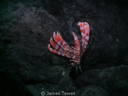 Red Lionfish diving down into rock boulders.  Taken @ 10m... by James Tewes 