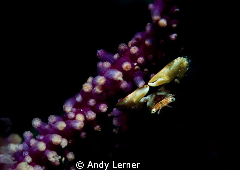 Tiny crab on coral branch on a night dive. by Andy Lerner 