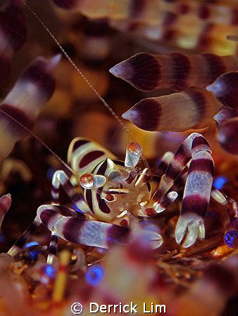 Coleman Shrimp resting on fire urchin. Photo taken from A... by Derrick Lim 
