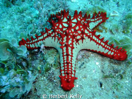 I love starfish the coulours on this one was just stunnin... by Herbert Kelly 