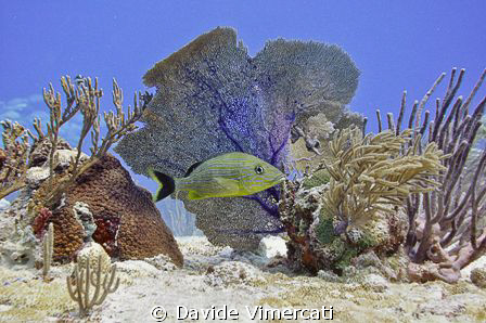 Just like in an aquarium. Taken @ Jardines, Playacar, Mex... by Davide Vimercati 