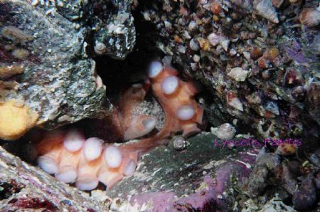 This octopus attracted my attention as I swam by the crev... by Lyndell Weldon 