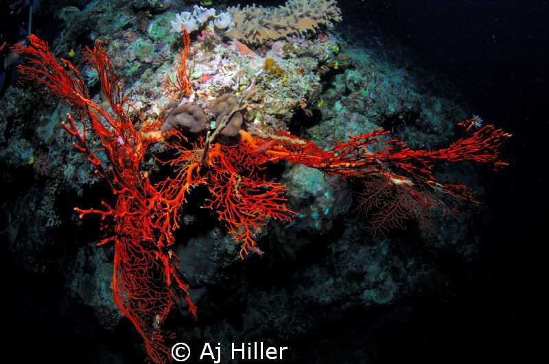 Fiery red fern coral pops like a giant hand from the seab... by Aj Hiller 