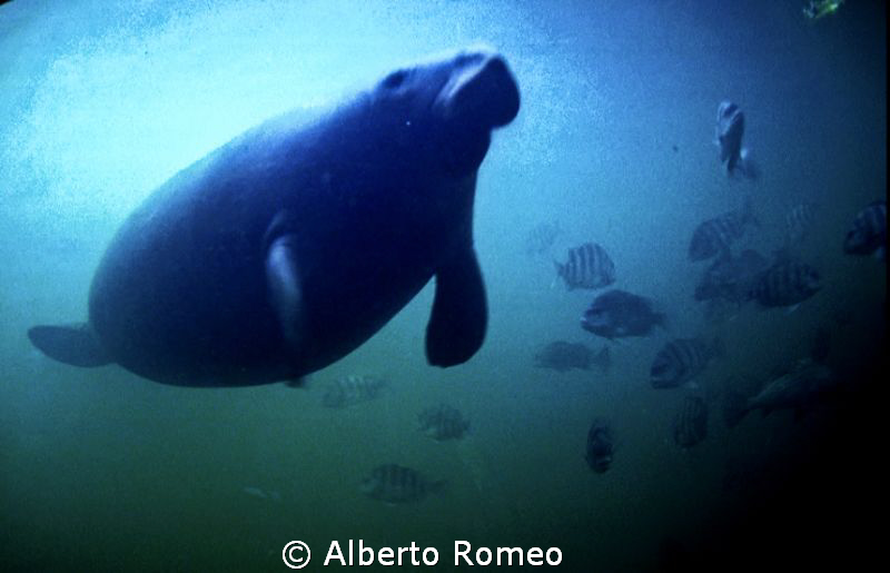 The " Gentle Giant"  the Manatee by Alberto Romeo 