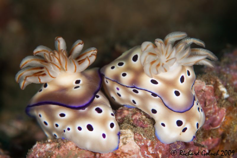 "Nudi Pair"-Risbecia tryoni-no cropping by Richard Goluch 