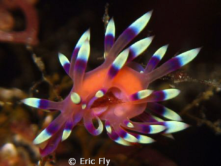 Flabellina exoptata by Eric Fly 