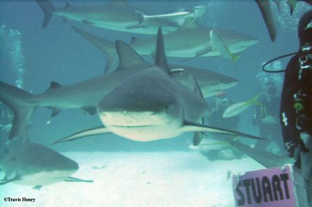 Black Tip Reef Shark...Shark Arena by Kathy Whisenant 