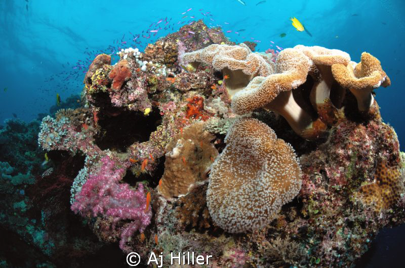 Beautiful and very healthy coral reef in the South Pacifi... by Aj Hiller 