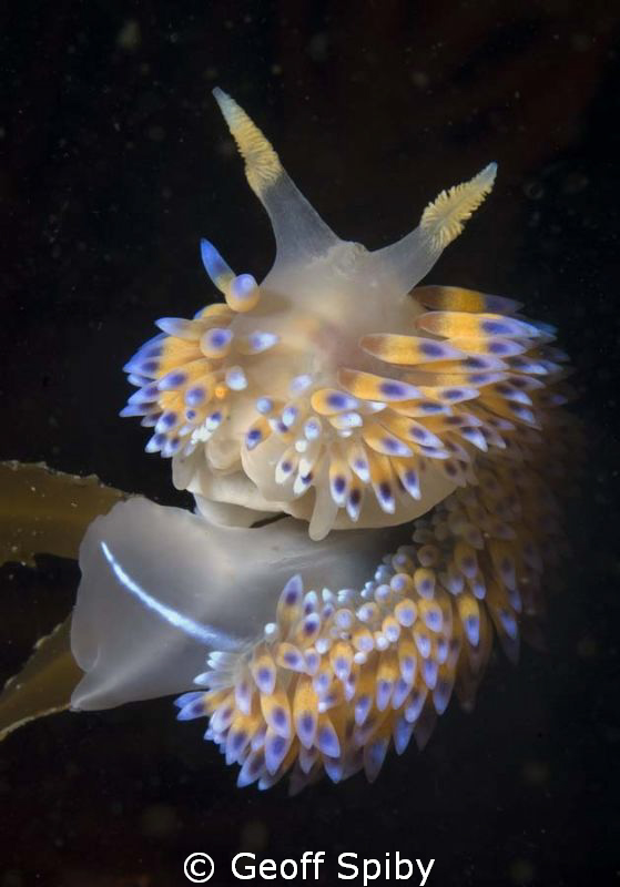 a gas flame nudibranch (Bonisa nakaza) perched on a kelp ... by Geoff Spiby 