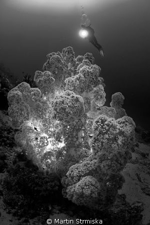 Nicely open soft coral feeding in the current - lit from ... by Martin Strmiska 