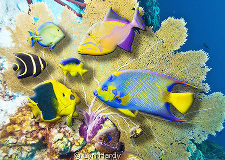3D composite of fish from various locations in the Caribb... by Lyn Hardy 