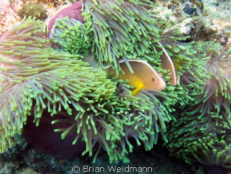 Island No. 5 of the Similan Islands Thailand October 2009
 by Brian Weidmann 