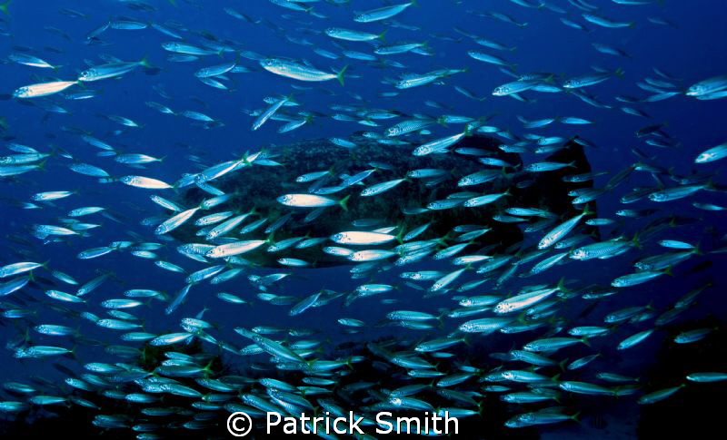 A large Goliath Grouper with schooling baitfish in the at... by Patrick Smith 