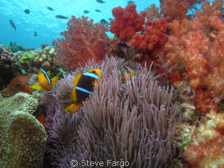 Top of the reef at Beqa Lagoon. by Steve Fargo 