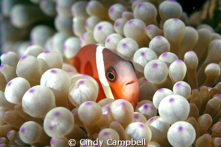 Clown fish in anemone, Fiji, taken with double strobes by Cindy Campbell 