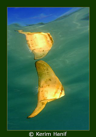 This juvenile batfish image was taken in back in 2007 in ... by Kerim Hanif 