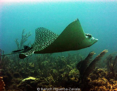 This humongous Eagle Ray passed by me while I was conduct... by Baruch Figueroa-Zavala 
