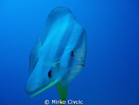 A curious Teira Batfish (Platax Teira) swimming close to ... by Mirko Civcic 