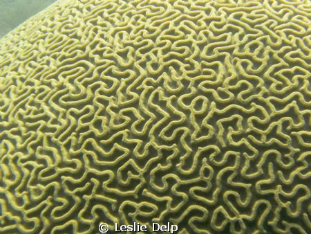 Brain coral while we were diving in the Floriday Keys by Leslie Delp 