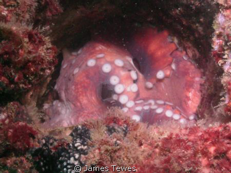 Octopus hiding inside part of ex-HMAS Brisbane diving wreck by James Tewes 
