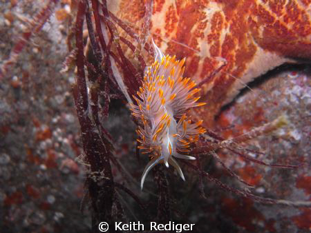 Opalescent Nudibranch, 

Maple Bay , Vancouver Island by Keith Rediger 