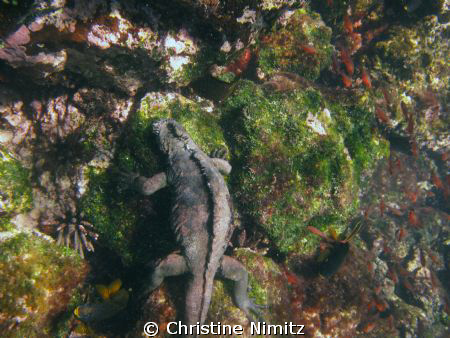 Marine iguana chomping on algae, Sombrero Chino, Galapago... by Christine Nimitz 