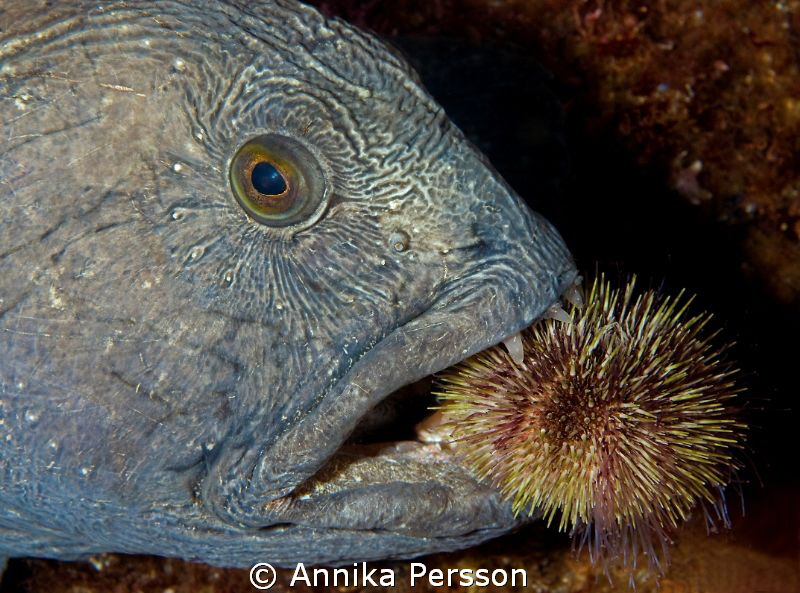 A giant Wolf fish is having a sea urchin as a snack! The ... by Annika Persson 