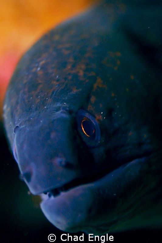 Curious moray eel. Shot with a Canon 5D, Sigma EX Macro l... by Chad Engle 