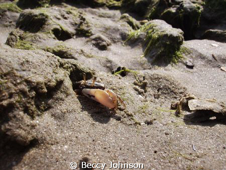 fidler crab on poalem beach goa by Beccy Johnson 