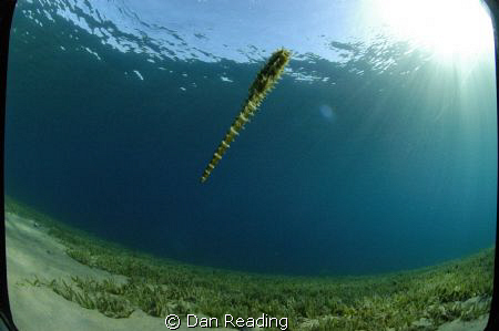 found this seahorse swimming along in the red sea, I'm no... by Dan Reading 