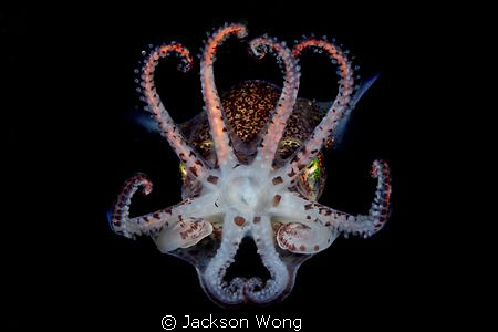 Bobtail squid swim in mid-water during a night dive in Tu... by Jackson Wong 