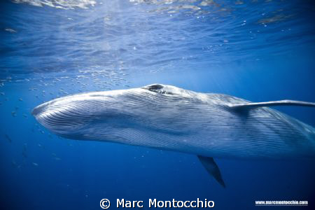 Bryde's whale makes a pass at a sardine bait ball. by Marc Montocchio 