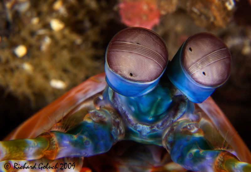 Peacock Mantis Shrimp-close up-Lembeh by Richard Goluch 