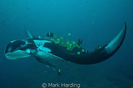 Manta Ray at cleaning station with butterfly and king ang... by Mark Harding 