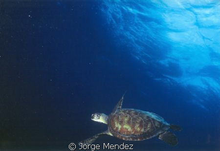 This green turtle was taken at Karpata, Bonaire. The came... by Jorge Mendez 