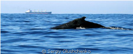 "Whales" by Sergiy Glushchenko 