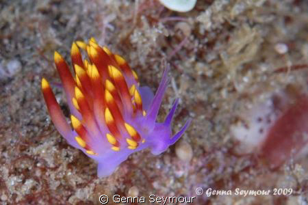 Funky nudi!  
Taken in rough conditions, Nikon D200 with... by Genna Seymour 