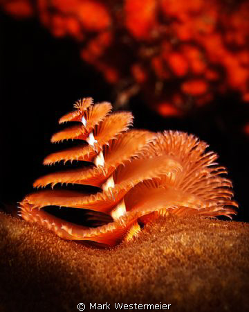 Yet Another Christmas Tree Worm by Mark Westermeier 